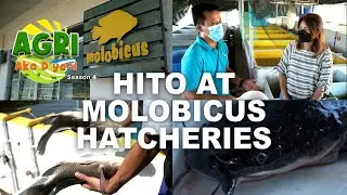 Hito Hatchery at Molobicus
