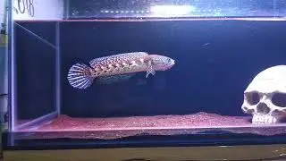 CHANA AURANTI BOCIL MANTAP
