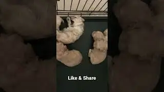 Playful 🥰 Puppy 🐶  #shorts
