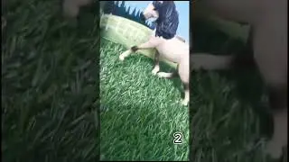 Выбирите лошадь🐴