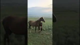 Расчесал лошадку. 311 