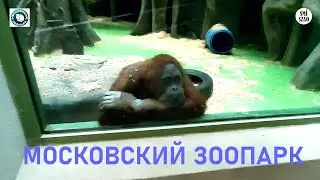 Московский Зоопарк. Репортаж 