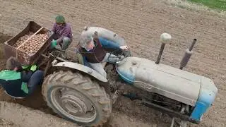 Spud planting May 20