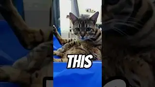 What is your, “this”. #cat #cats #meow #capcut #shorts #funny #facts #CapCut  #love #smile #heart