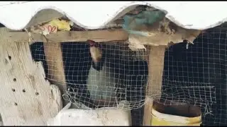 Кабк Чучахои имсола Садои Кабк Наркабкои Узбекистон