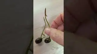 Лотос🌺, день седьмой😊.