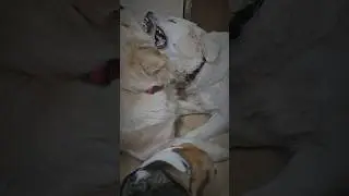 Сестринская любовь - она такая 😂 #популярное #собака #топ #голден #like #goldenretriever #актив #pet