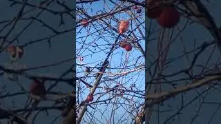 Рвемо яблоки