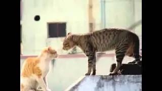 Драка реальных котов))