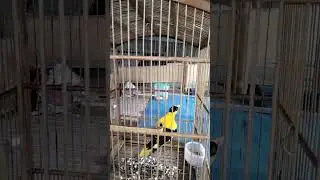 kepodang liar #birdsounds #burungkicau