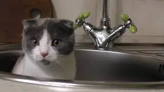 котёнок и таракан )))