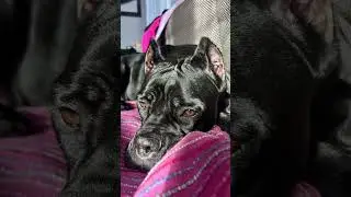 Глаза Кане Корсо #canecorso #canecorsoitaliano #dog #канекорсо #троя