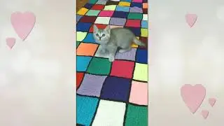 Мимимишное видео с милым котенком.