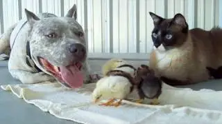 AMAZING! PitBull, Cat & Chicks! 