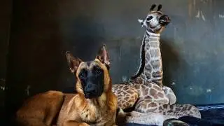 Jazz,The Abandoned Baby Giraffe Who Befriended A Dog, Has Sadly Died - Jazz (жирафёнок Джаз)