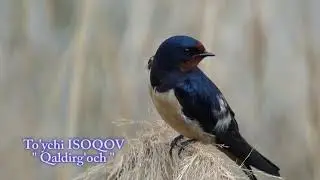 TO'YCHI ISOQOV " QALDIRG'OCH "