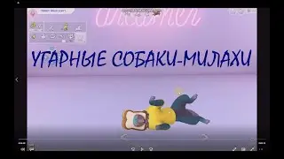 угарные собаки-милахи ЧУДО ГЕНЕТИКИ