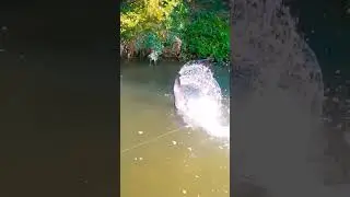 #edit #phonk #music #fishing #карп #carpfish #карась #щука #рыба #рыболовная #freshwaterfish #fish