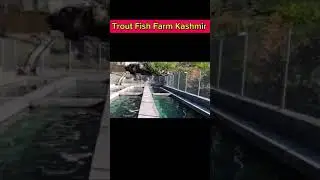 Trout Fish Farm In Neelum Valley Azad Kashmir #troutfishing