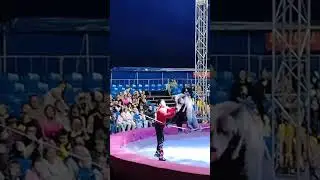 Circus "Vivat". Trained animals