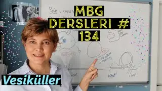 Moleküler Biyoloji dersleri #134 vesiküller