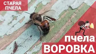 Чёрные пчелы. Старая пчела или пчела воровка.