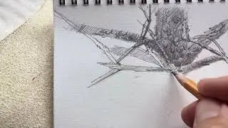 43  СОСНА  1 часть