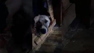 Ждем вместе с собаками, когда кончится дождь