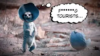 Unreal Engine Meerkat - Photo Safari ;)