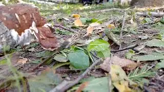 A little Siberian mouse is getting ready for the long winter ☺️September 6, 2026