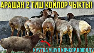 8 БАШ АРАШАН КОЙЛОР ЧЫКТЫ #байтв