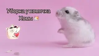 уборка хомы🧽: часть 3 💌