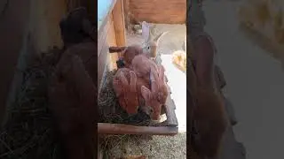 Сенник - самое удобное место для крольчат