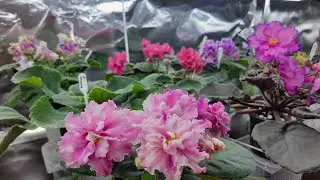 Цветущие фиалки на стеллаже. Обзор фиалок с названием сорта. Фиалки сортовые.