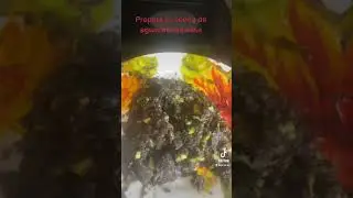 make your own avocado oil at home