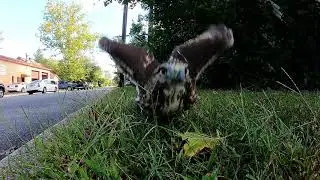 Red tailed hawk dropped her prey then returns to pick it up