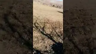 Боронование с мотоблоком.