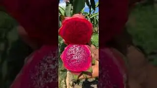Dragon Fruit Testing Before Harvesting. Farm Fresh Fruit Picking & eating In China 2021