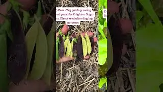 What to Plant After Potatoes #shorts #growingpotatoes #vegetablegardening