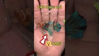 How does koi betta fish develop? Quá trình phát triển của cá betta koi như thế nào ? #bettafish