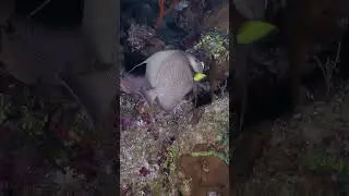 Gray Angel Fish