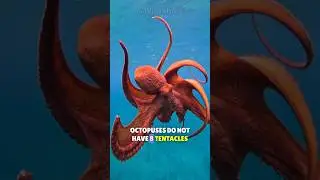 The octopus actually has 2 legs and 6 arms! 