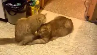 Cat friendship