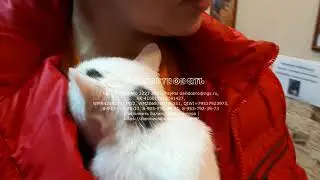 Кошки которым сейчас нужна ваша помощь любовь и забота | animal shelter waiting for help