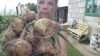 ЖИВЕМ В ДЕРЕВНЕ./ БЕЛАРУСЬ.        Почему у нас большой ОГОРОД.