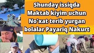 Payariq Nakurt Jazirama issiqda Maktab forma uchun No'xat terib yurgan yosh bolalar KO'RAMIZ