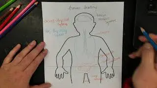 Human Anatomy
