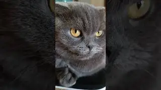 Кототерапія 🥰 #catsofyoutube #cat #смішнівідео