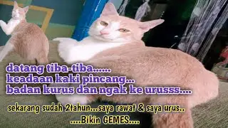PECINTA KUCING [[ Dulu Pincang,,Badan Kurus Dan Tidak Terusus ]]