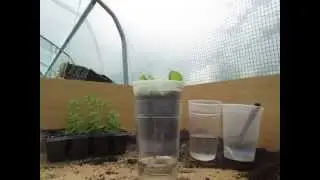 How to Make an Easy Self-Watering Container for Herbs and Vegetables